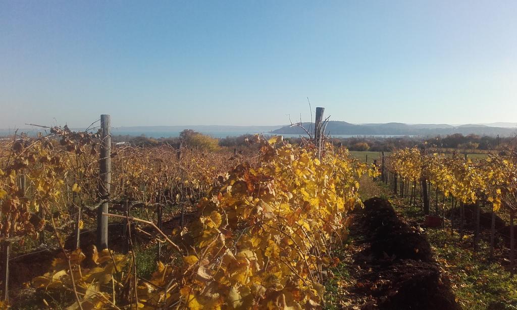 Koczor Winery & Guesthouse Balatonfured Ngoại thất bức ảnh